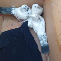حیوانات خانگی