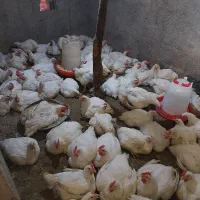 مرغ وخروس زنده گوشتی