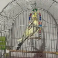 پرنده عروس