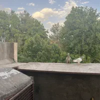 پرشی زد خوردی