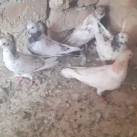 کفتر جوجه عالی گرفتنی