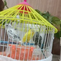 مرغ عشق