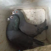 کفتر