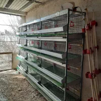 قفس ۴ طبقه پروش کبک و بلدچین