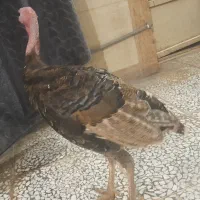 بوقلمون
