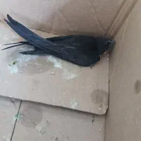 پرنده