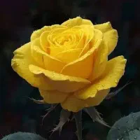 گل تنهایی