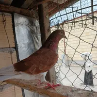 نر جوان ماده گرگی چند پر|پرنده|رشت, دخانیات|دیوار