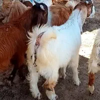 بز غاله بز میش بره ماده بر قوچی