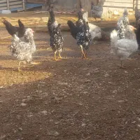 تخم نطفه دار گلین