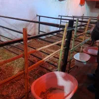 تعدادی بره هترو و قوچ