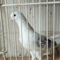 کبوتر دوبالی  نر