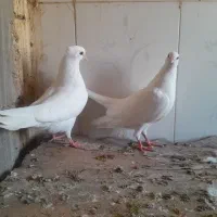 کبوتر