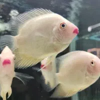 سورم لب قرمز