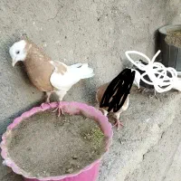 کبوتر|پرنده|نیشابور, دهنو|دیوار