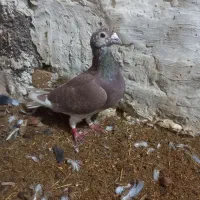 کفتر