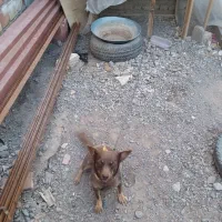 واگذاری سگ شیوا وا گوش تیز