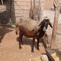 میش  ۵ بره