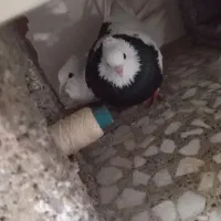 کبوتر طوقی