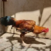 خروس لاری