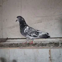 کفتر پرشی