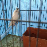 مرغ عشق هلندی