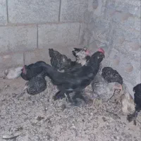جوجه های آمروک لهستانی مرندی کوشین گلین