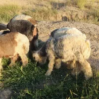 بره پروار
