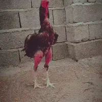 خروس|حیوانات مزرعه|کهنوج, |دیوار