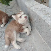 سگ هاسکی
