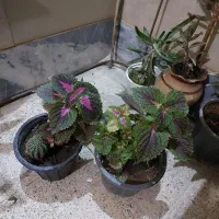 گل و گلدان طبیعی
