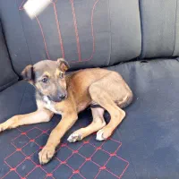 واگذاری توله سگ نر