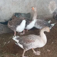قوغاز|حیوانات مزرعه|زهک, |دیوار