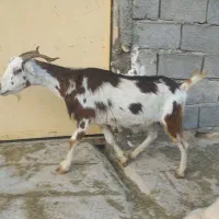 دو بز داشتی و چاق هیکلی و بزرگ