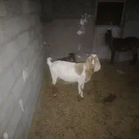 فروش بزشیری
