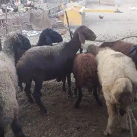 میش و شیشک‌‌.کوه ابستن