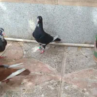 کفتر
