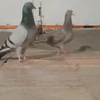 کفتر المانی