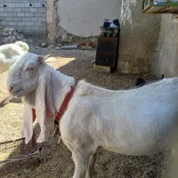 بزگلابی