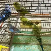 مرغ عشق|پرنده|شیراز, تل حسینآباد|دیوار