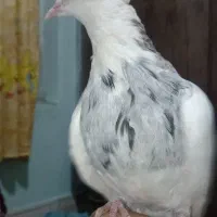 کفتر طوقی هفترنگ دستی