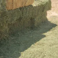 یونجه چین سوم