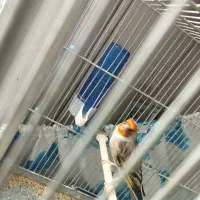 سهره قناری نر لر