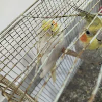 عروس هلندی