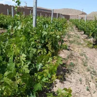 برگ دلمه|گل و گیاه طبیعی|مشهد, کوی پلیس|دیوار