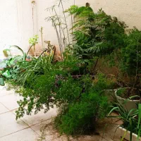 تعدادی گلدون یکجا بفروش میرسد