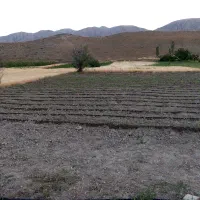 کاه فروشی کاهکوب جو