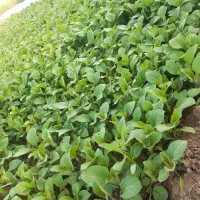 حراج آخر پاییز نشا گوجه،بادمجان،فلفل