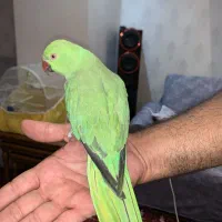 طوطی ملنگو