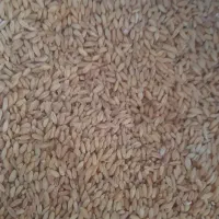 گندم دیم|عمده‌فروشی|شیراز, گویم|دیوار